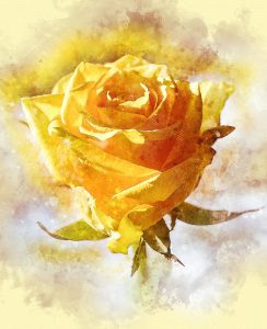 Read more about the article How To Draw A Rose Step by Step Guide