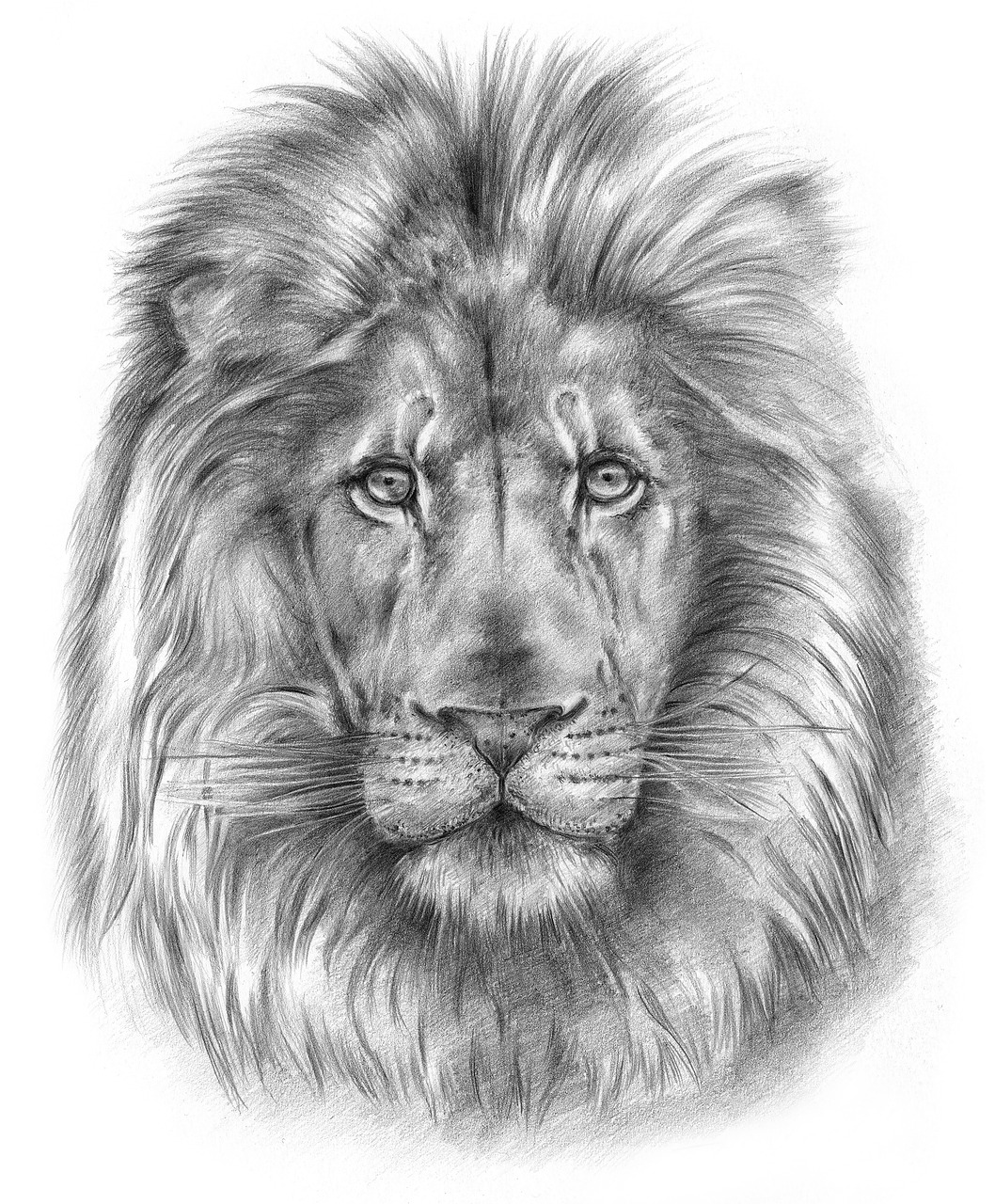 You are currently viewing Lion How To Draw
