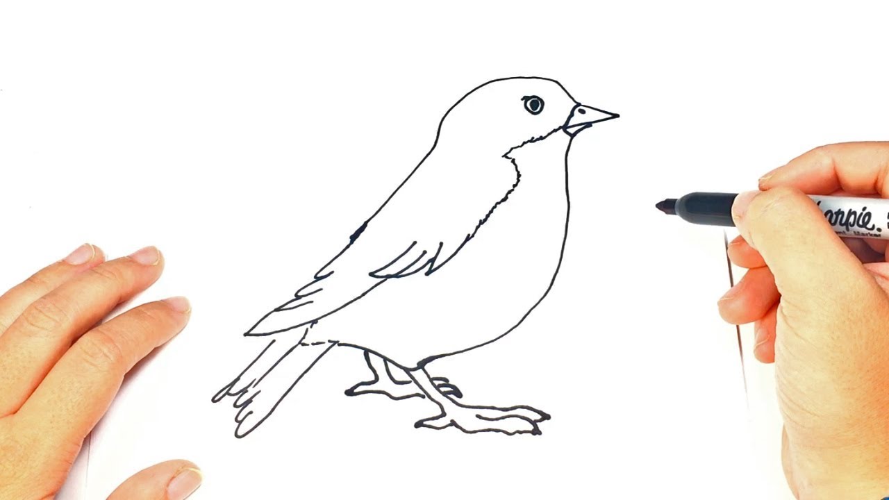 You are currently viewing How to Draw a Bird
