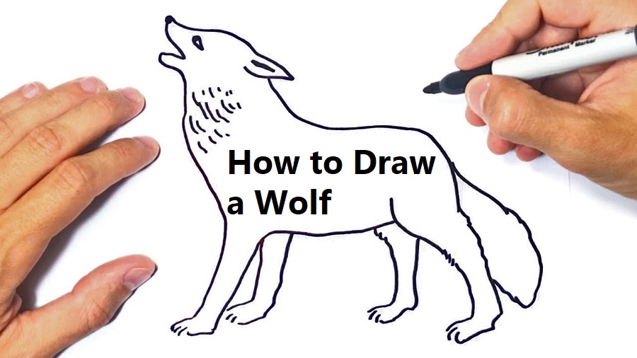 You are currently viewing How to Draw a Wolf