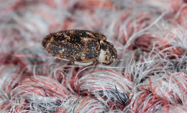 Read more about the article How to Get Rid of Carpet Beetles