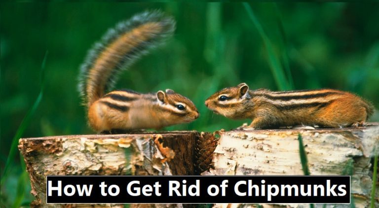 Read more about the article How to Get Rid of Chipmunks