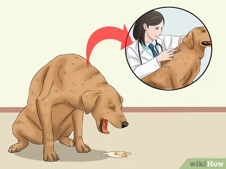Read more about the article How to Make a Dog Throw Up