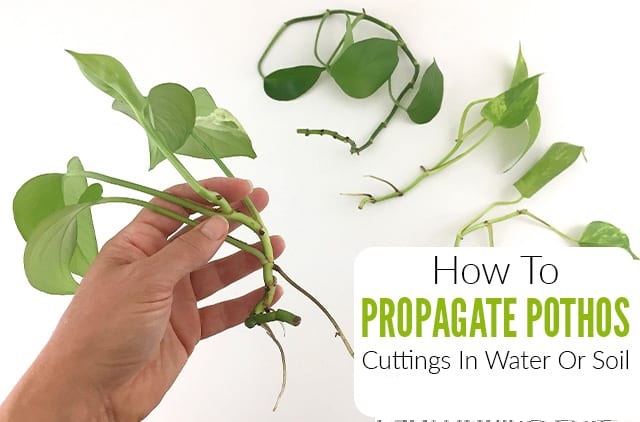 Read more about the article How to Propagate Pothos