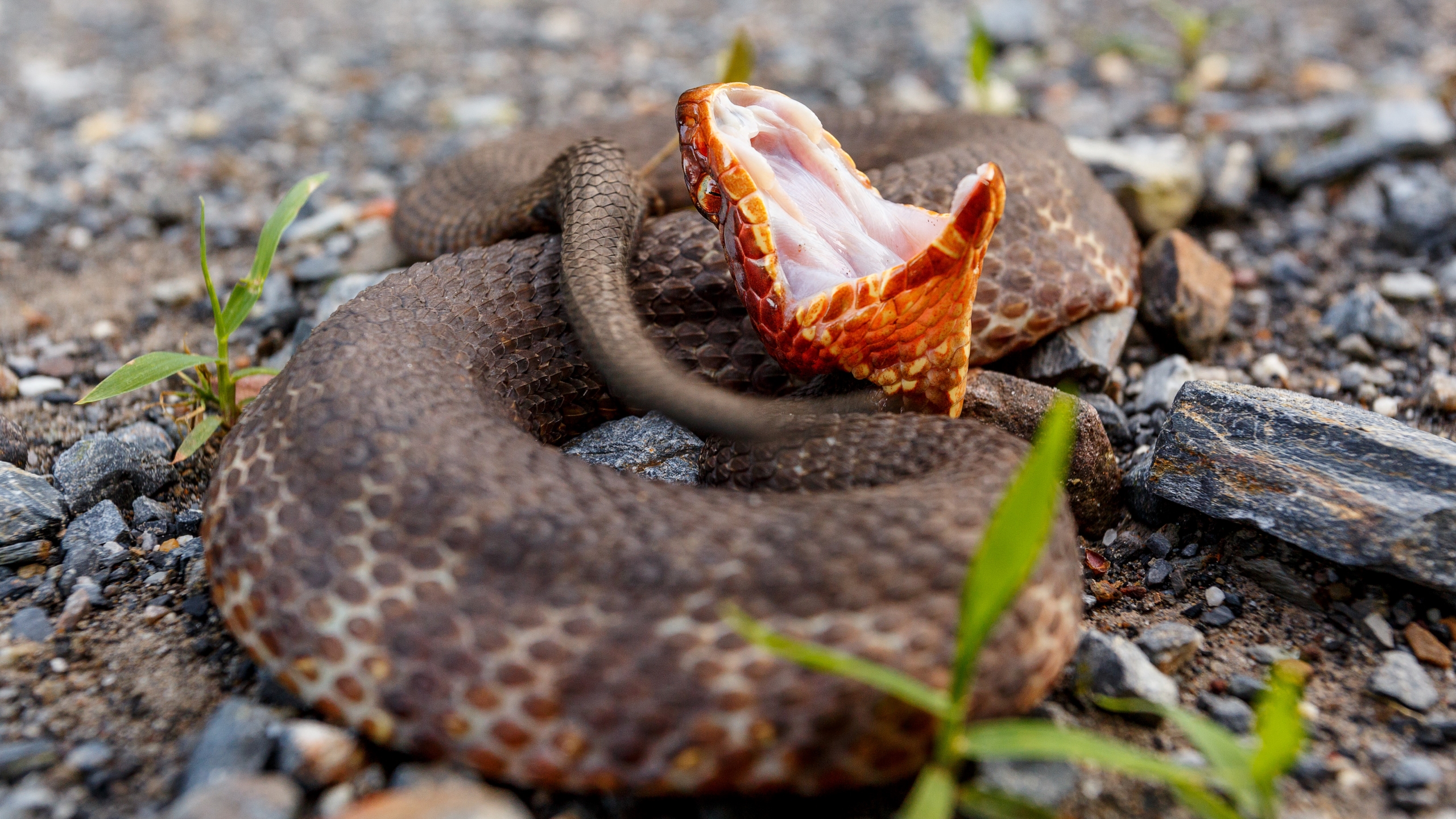 You are currently viewing How to identify a Water Moccasin