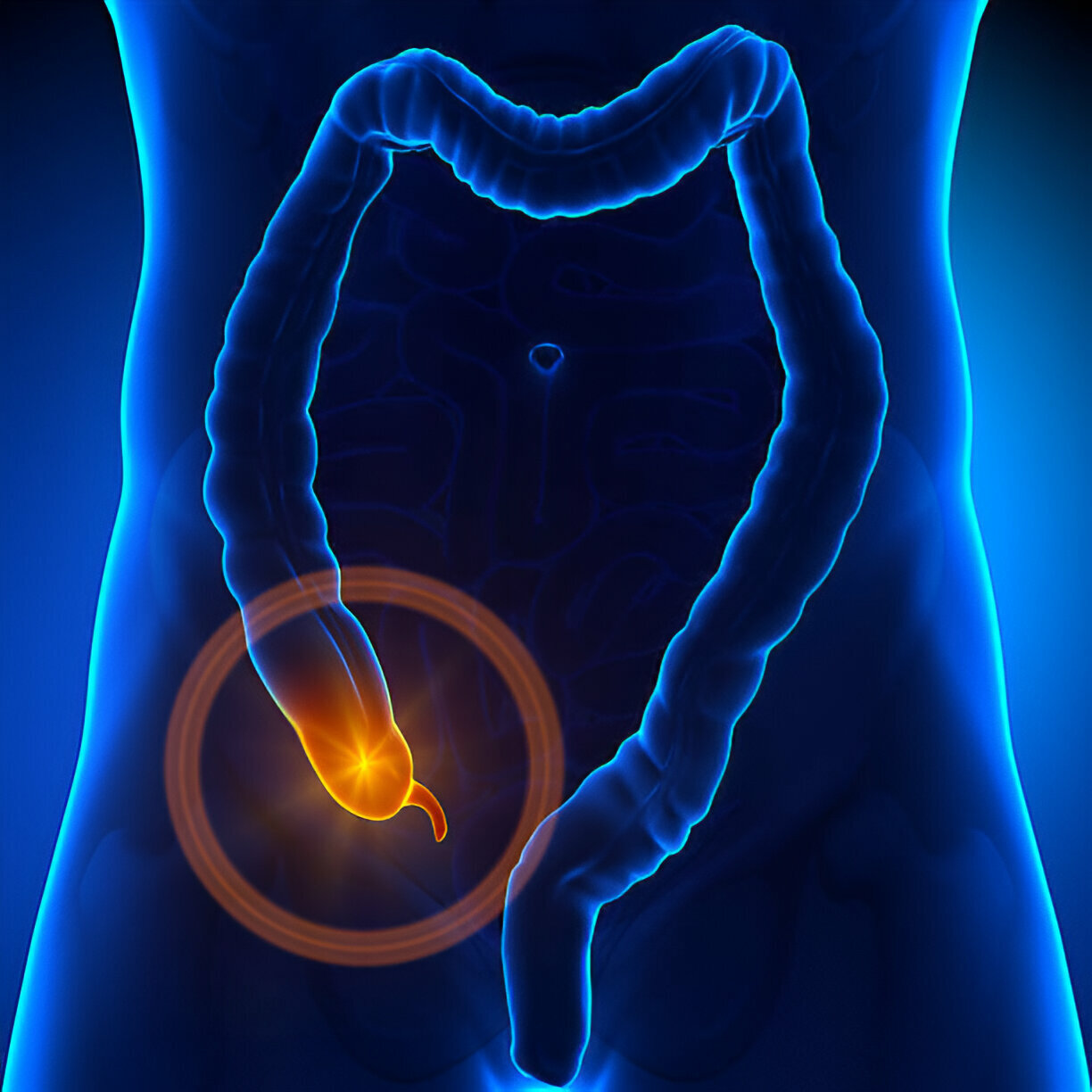 What Organs Are In The Lower Abdomen? - ZITOC
